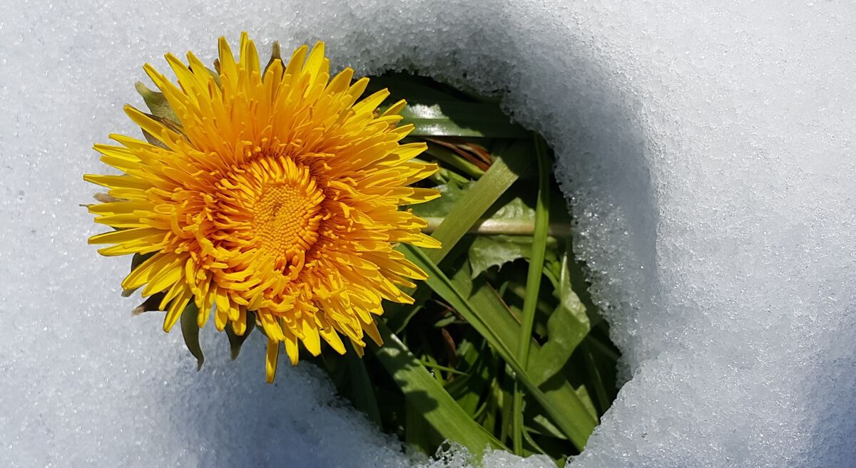 Foto von Stiftung Blumenfeld
