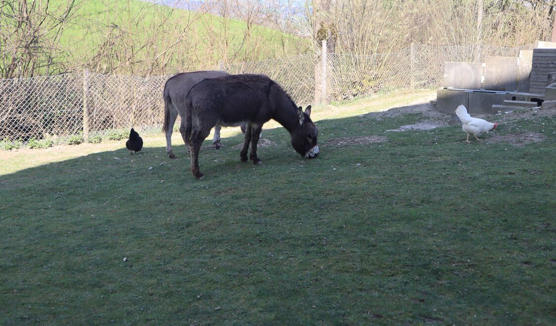 Foto von Wohn- und Pflegezentrum Lippenrüti