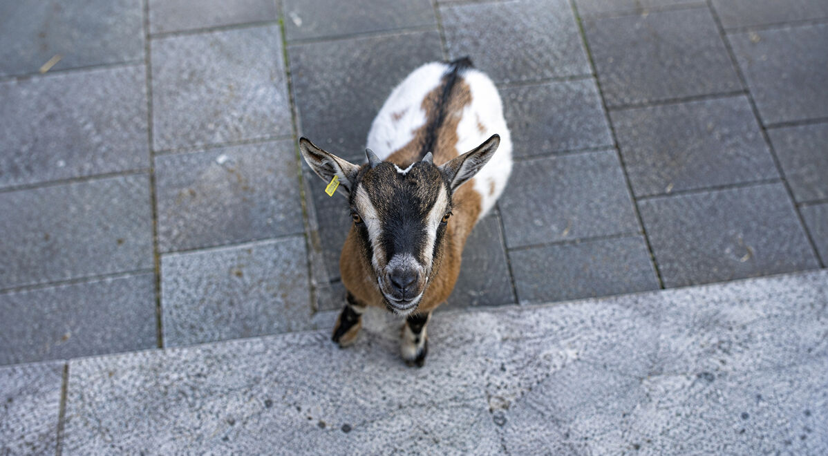 Foto von Alterszentrum am Etzel